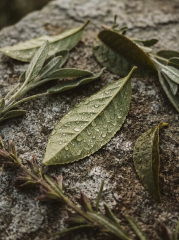 Ripe — Extrait de Parfum