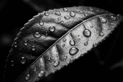 Ripe — Extrait de Parfum