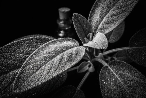 Ripe — Extrait de Parfum