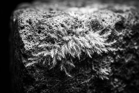 Ripe — Extrait de Parfum