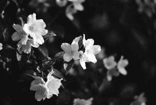Eadweard — Extrait de Parfum